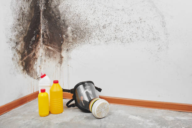 Best Attic Mold Remediation in Clearwater, KS