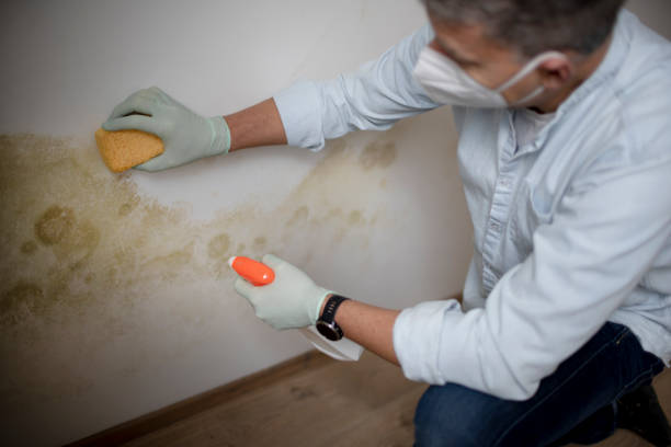 Best Industrial Mold Remediation in Clearwater, KS