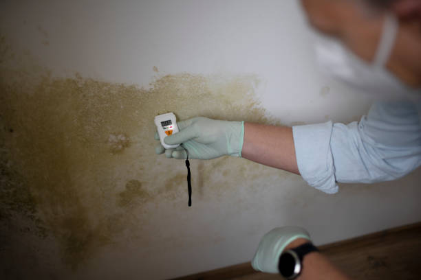 Best HVAC Mold Remediation in Clearwater, KS