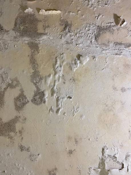 Best Kitchen Mold Remediation in Clearwater, KS